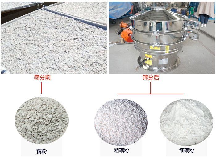 蓮藕淀粉曬干，采用304不銹鋼材質(zhì)藕粉振動篩篩分后前后對比效果圖展示。